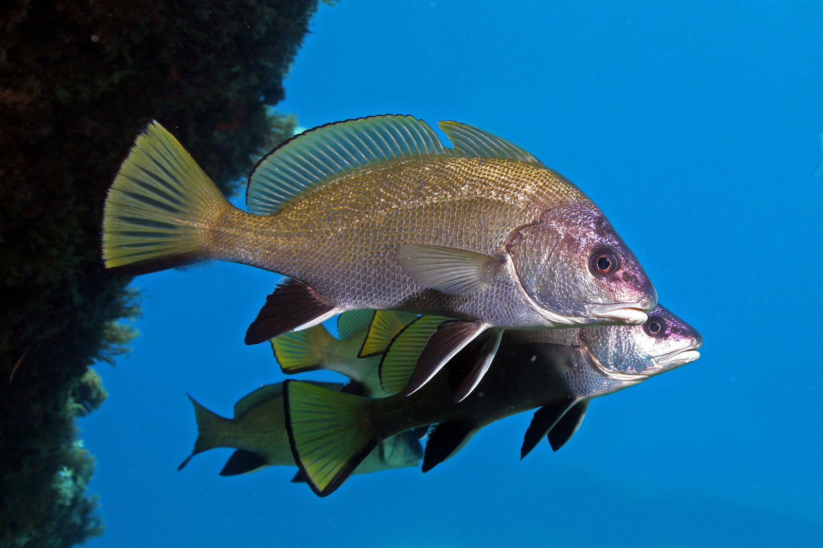 corb_credit photo S. Ruitton