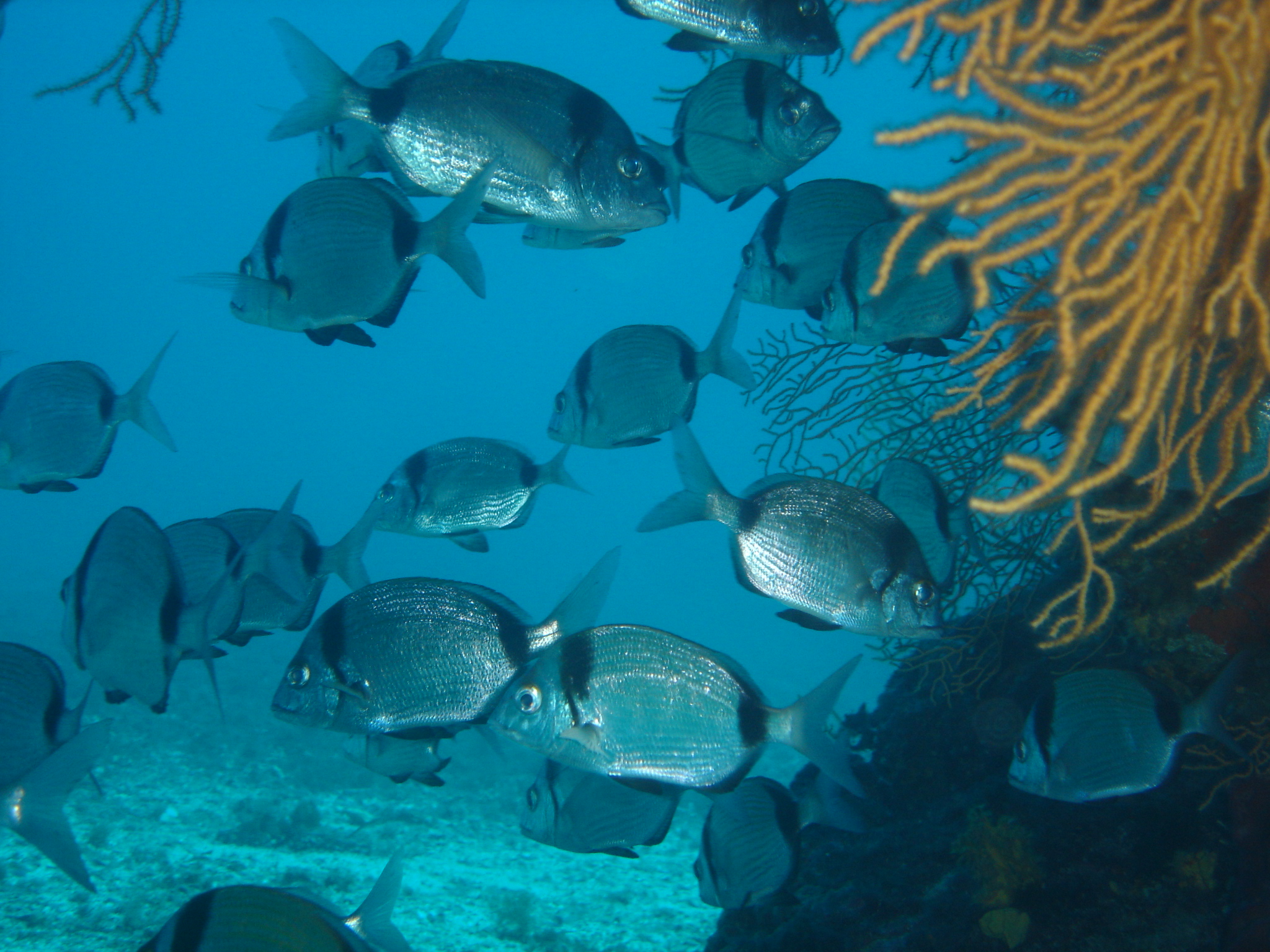 Sars tête noire_credit PMCB